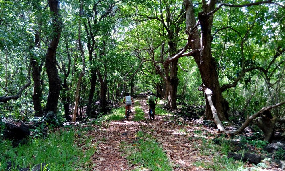 Mountain biking in Bras d’Eau National Park