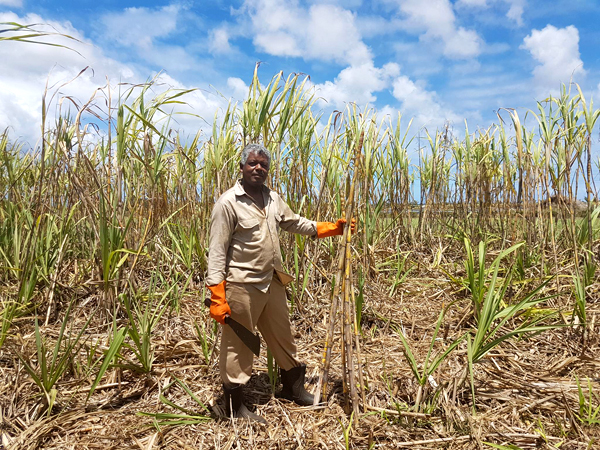 sugarcane of Mauritius - L'Aventure du Sucre