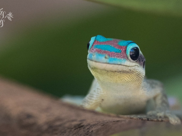 Spotting Mauritian geckos in the Ebony Forest Reserve