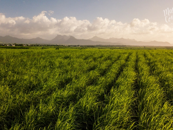 Sugarcane fields forever...