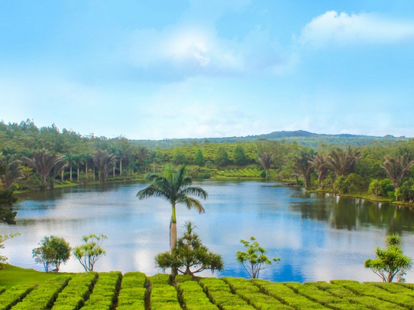 Tea plantations in Bois Cheri