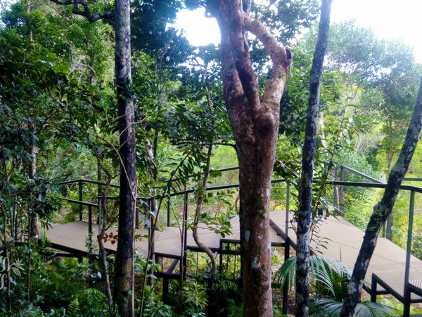 Raised walkway in the Ebony Forest Reserve