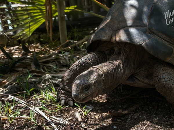 Giant tortoises in Chamarel