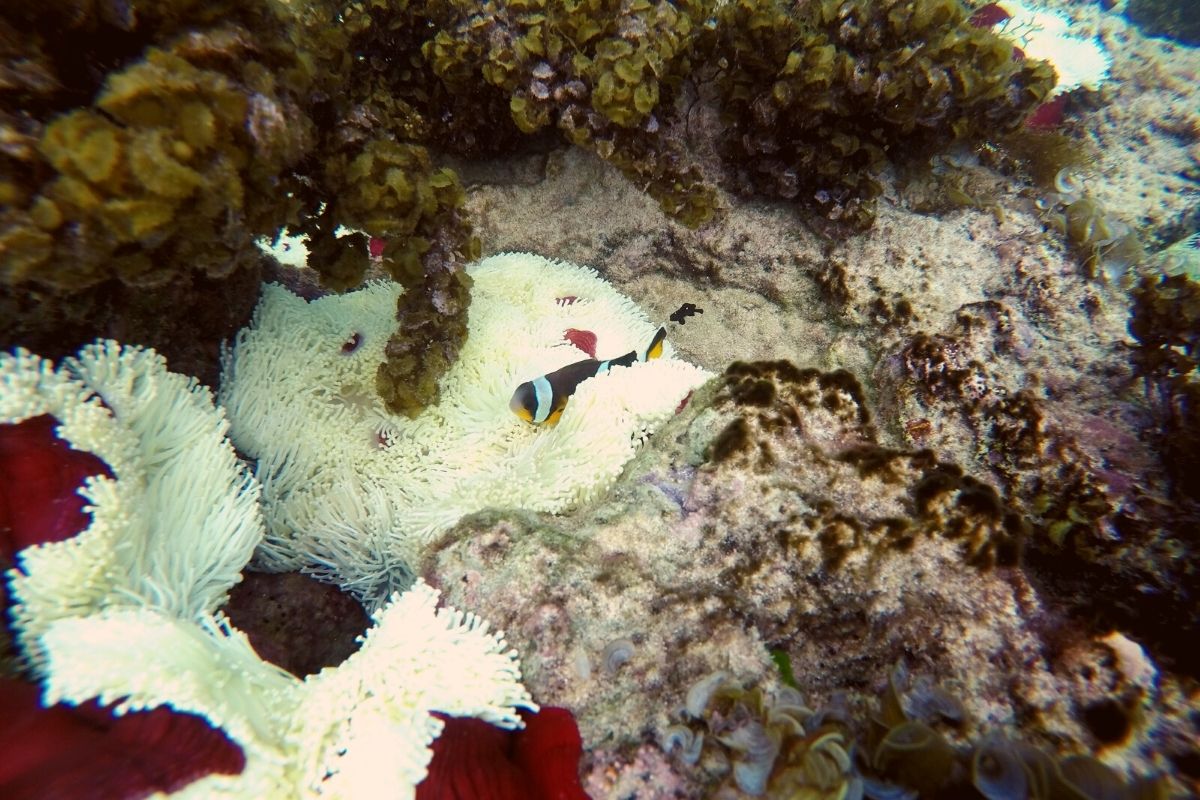 snorkeling_in_mauritius