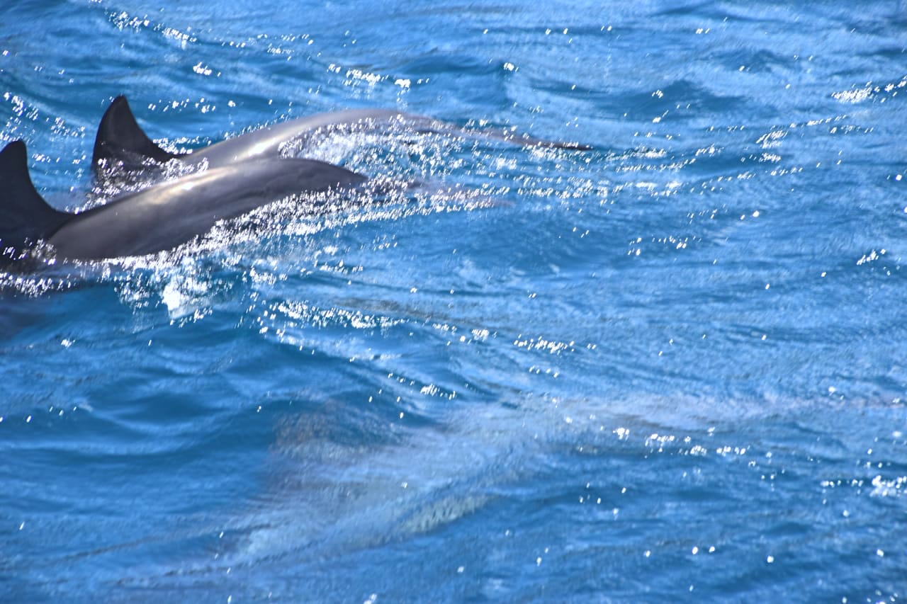 dolphins_in_mauritius