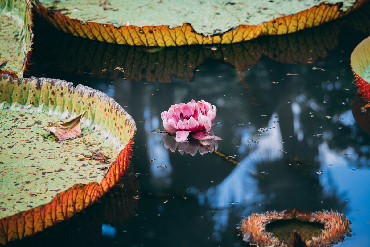 dtg-cr11853-mauritius-pond-lily-flora-nature